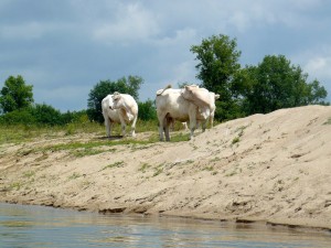 29 mai 12h49-troupeau de vaches