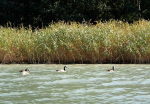 bernaches du canada dans les roseaux