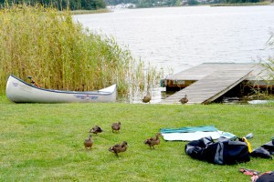 Une famille de canards investi le campement