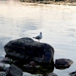 mouette