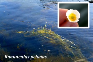 Ranunculus-peltatus
