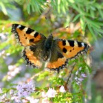 papillon