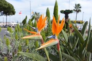 Strelitzia reginae ou oiseau de paradis