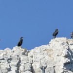 cormorans