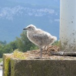 poussin d'un Goéland