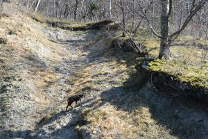 Chamois à Clarafond-Arcine